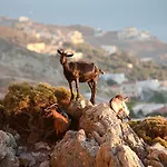 Grecotel Casa Paradiso Marmari (Kos)