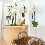 リゾート Grecotel Casa Paradiso 4*